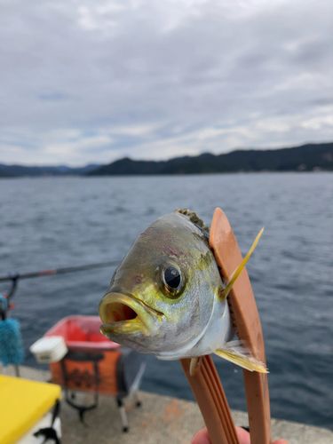 イサキの釣果
