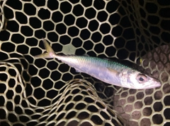 サバの釣果