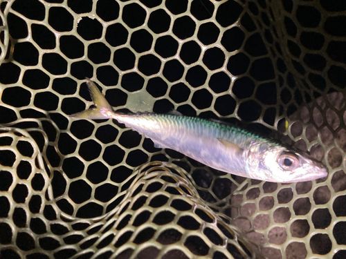 秋田火力発電所前