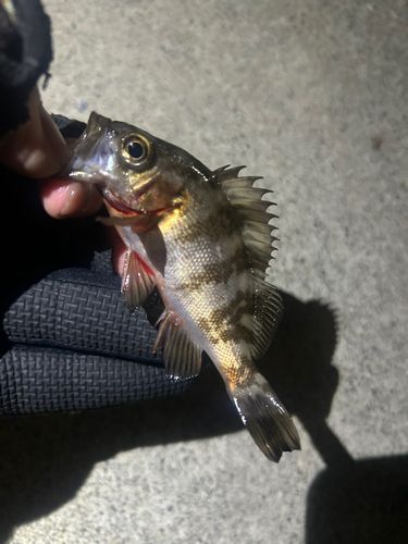 メバルの釣果