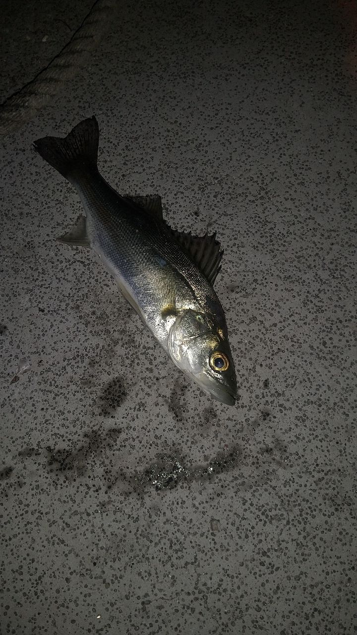 セイゴ（ヒラスズキ）