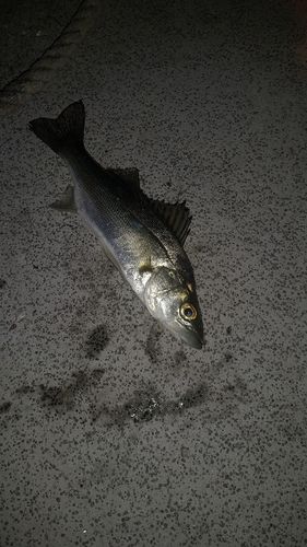 セイゴ（ヒラスズキ）の釣果