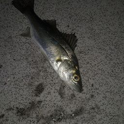 セイゴ（ヒラスズキ）