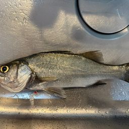 セイゴ（ヒラスズキ）