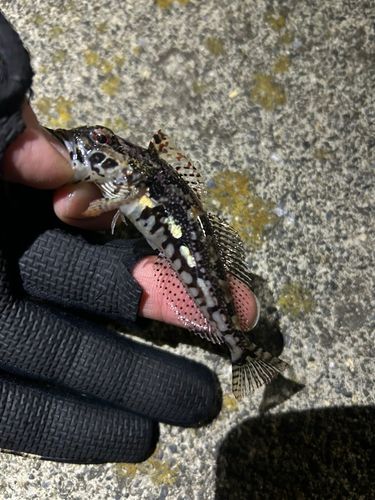 アナハゼの釣果