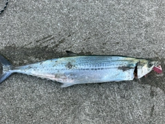 サゴシの釣果