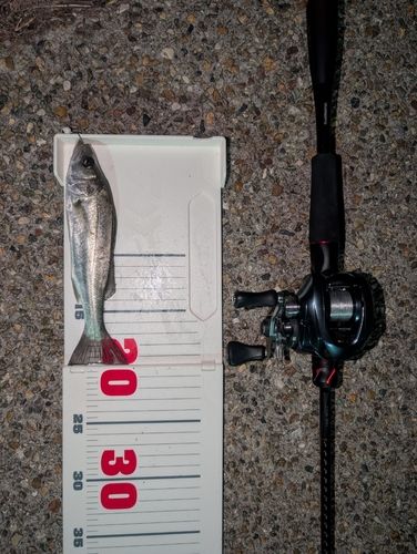 セイゴ（ヒラスズキ）の釣果