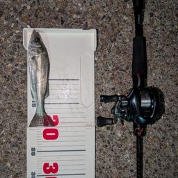 セイゴ（ヒラスズキ）