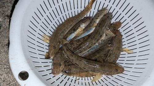 マハゼの釣果