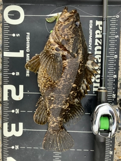 タケノコメバルの釣果