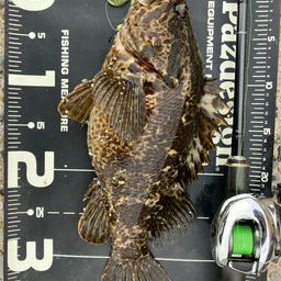 タケノコメバル