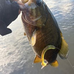 スモールマウスバス