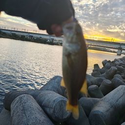 ラージマウスバス