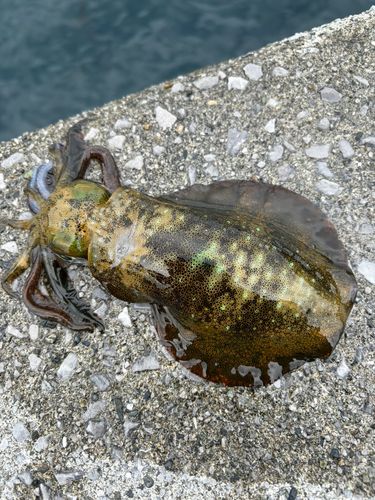 アオリイカの釣果