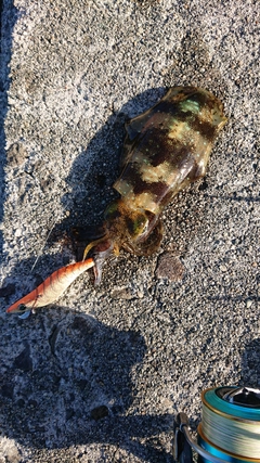 アオリイカの釣果