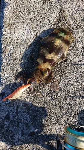 アオリイカの釣果