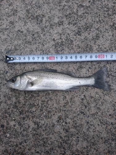 セイゴ（マルスズキ）の釣果