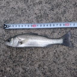 セイゴ（マルスズキ）