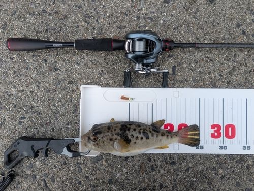 ヒガンフグの釣果