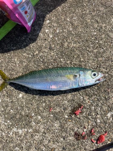 千葉港中央埠頭