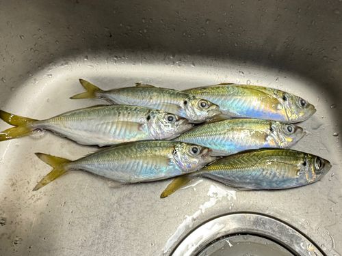 アジの釣果