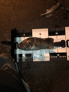 エゾイソアイナメの釣果