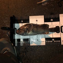 エゾイソアイナメ