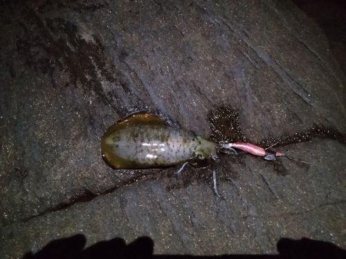 三ツ石（真鶴）