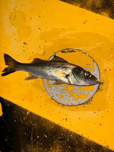 セイゴ（ヒラスズキ）の釣果