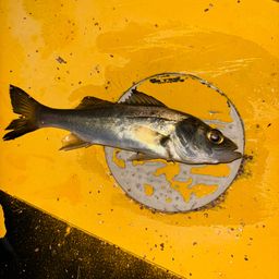 セイゴ（ヒラスズキ）