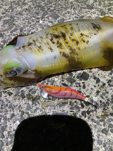 アオリイカの釣果