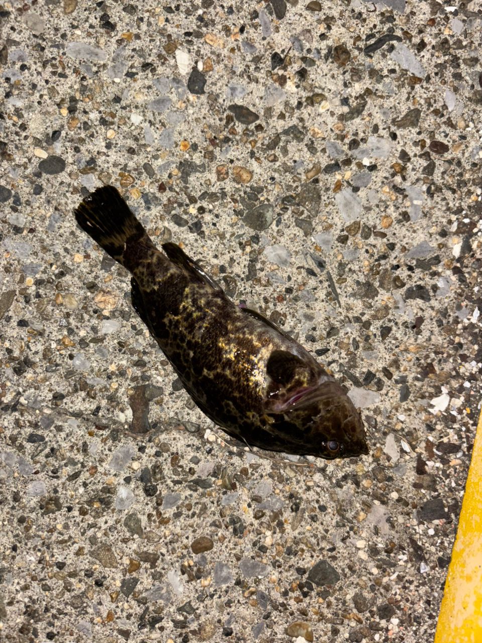 タケノコメバル