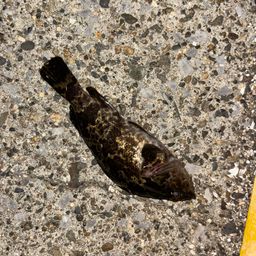 タケノコメバル