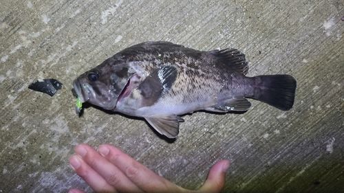 クロソイの釣果