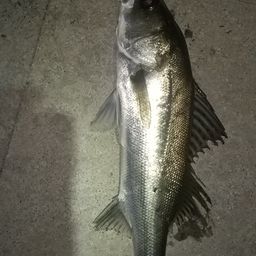 フッコ（マルスズキ）