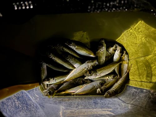 アジの釣果