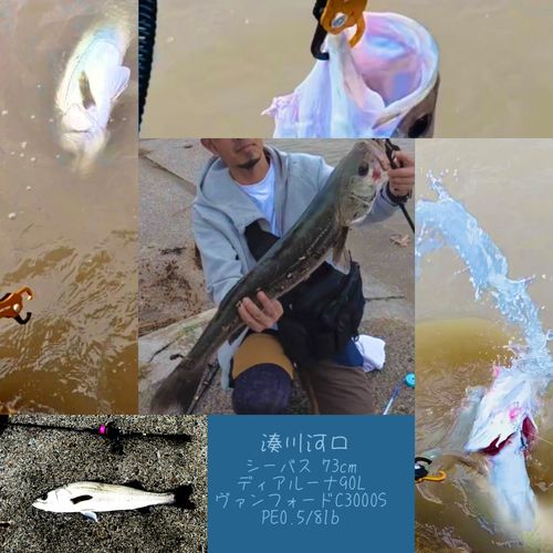 シーバスの釣果