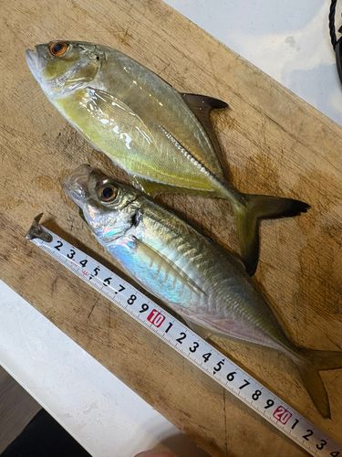 ギンガメアジの釣果