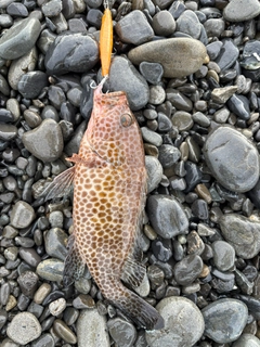 オオモンハタの釣果