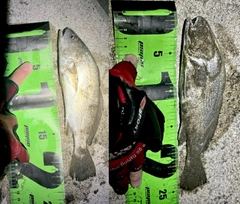 イシモチの釣果