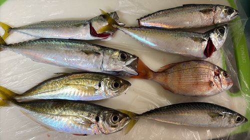 アジの釣果