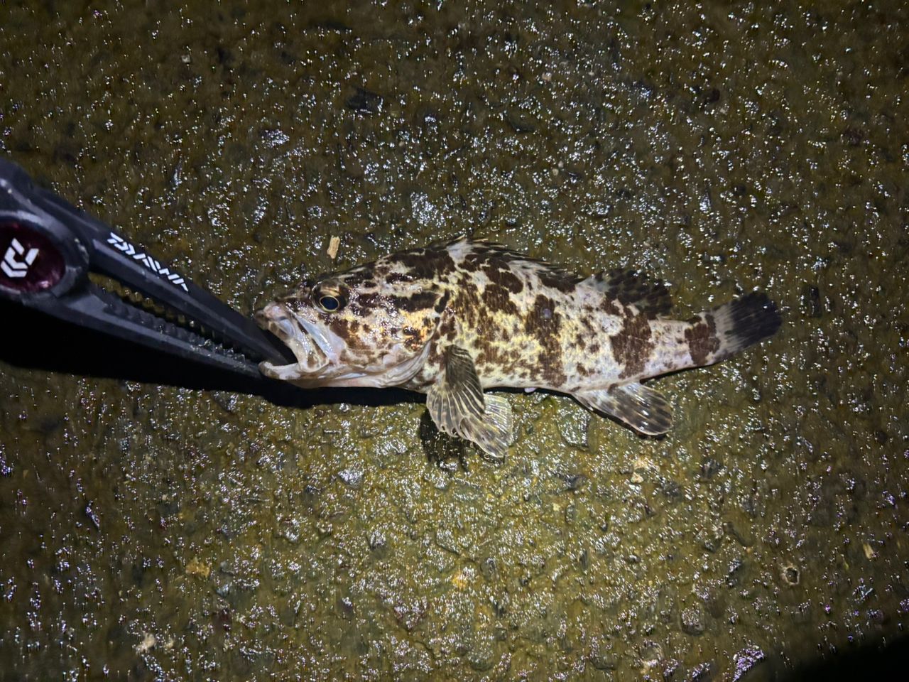 タケノコメバル