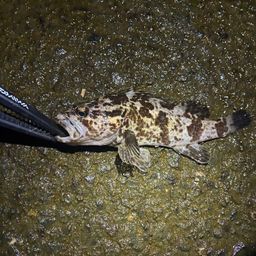 タケノコメバル