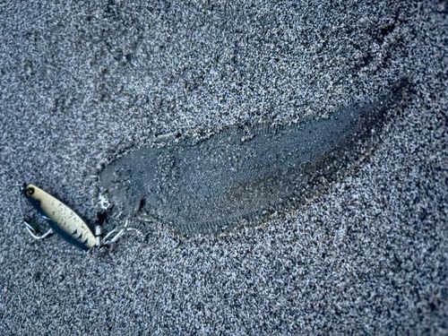 シタビラメの釣果