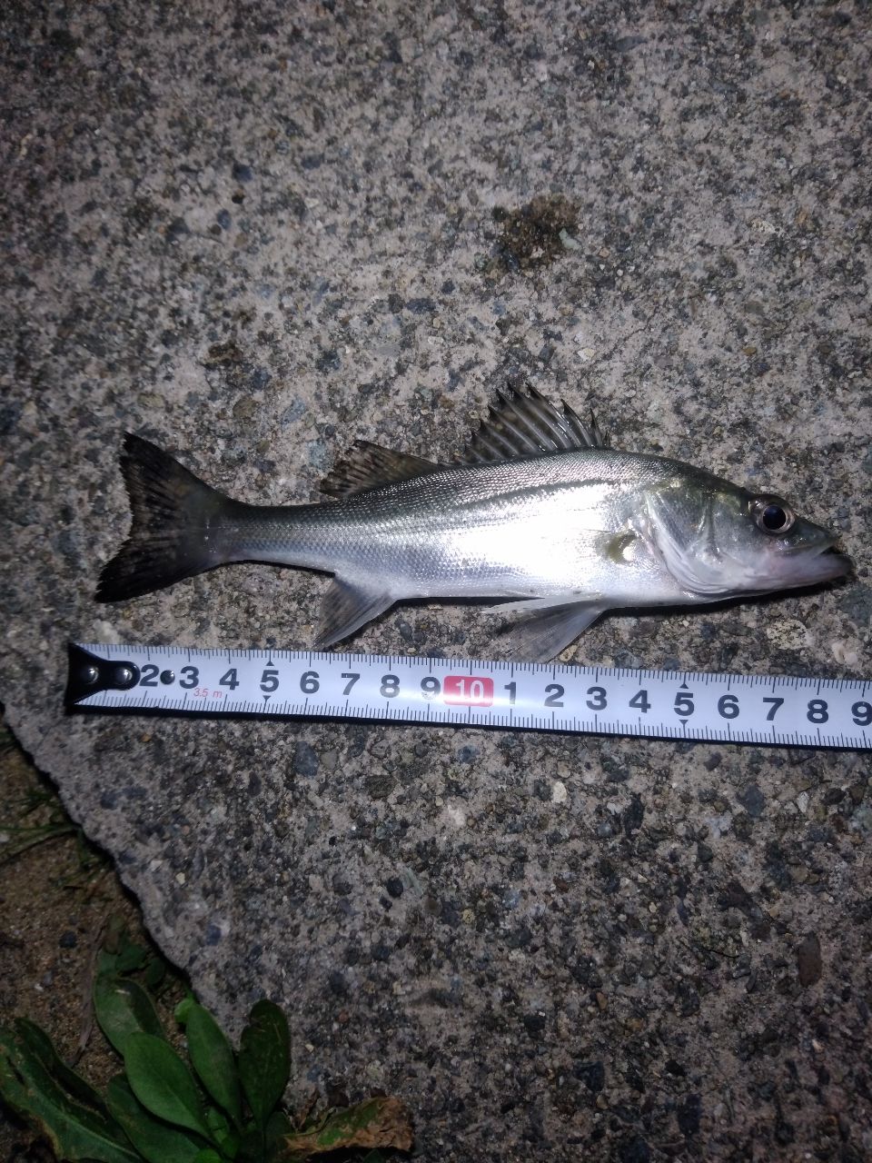 セイゴ（マルスズキ）