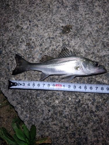 セイゴ（マルスズキ）の釣果