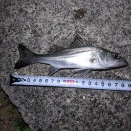 セイゴ（マルスズキ）