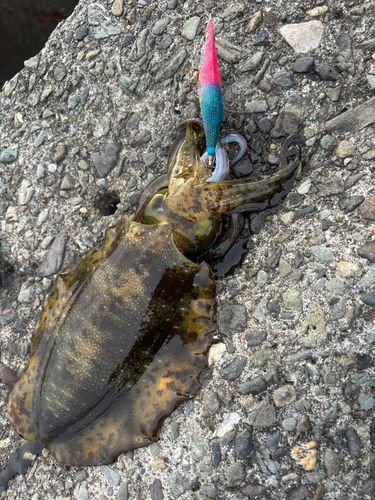 アオリイカの釣果