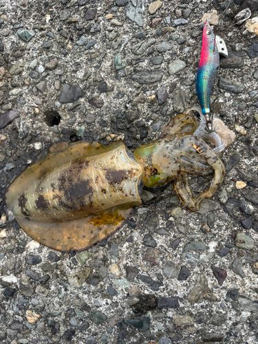 アオリイカの釣果