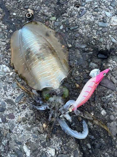 アオリイカの釣果